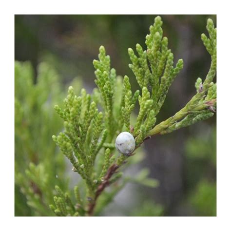 Ienupar Juniperus Virginiana Spartan RoyalPlant Ro