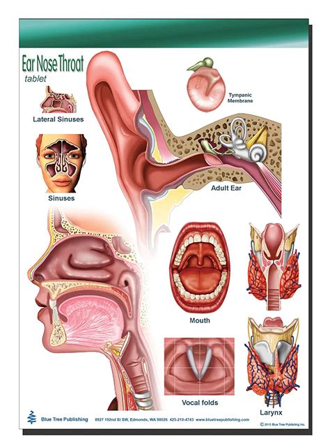 Anatomy Of Ear And Throat