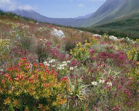 The montane fynbos and renosterveld forms part of the extraordinay cape floristic region (cfr), recognized as one of the most biologically diverse areas on earth. South African Biomes Facts, Information & Pictures Learn ...
