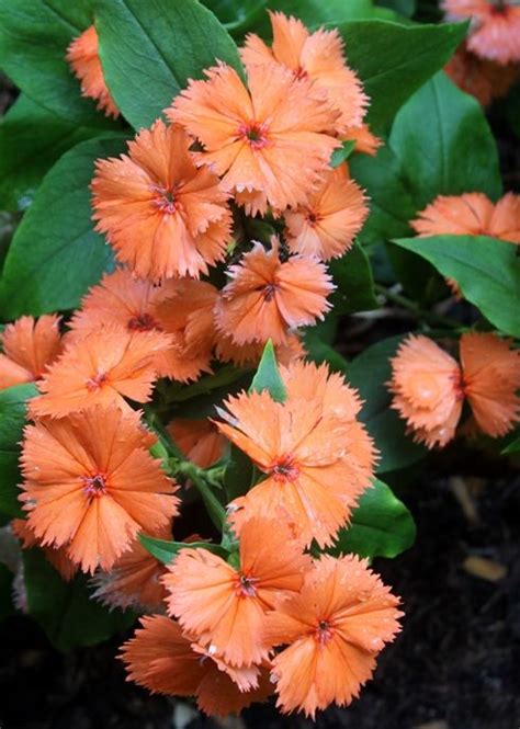 Check spelling or type a new query. 181 best GF - Lychnis & Silene - common name for both ...