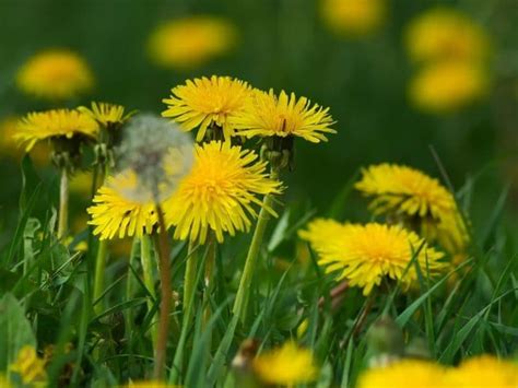 Dandelion Flower Meaning And Symbolism Interesting Facts Florgeous