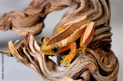 Kleiner Bananenfrosch Fornasinis Spiny Reed Frog Greater Leaf