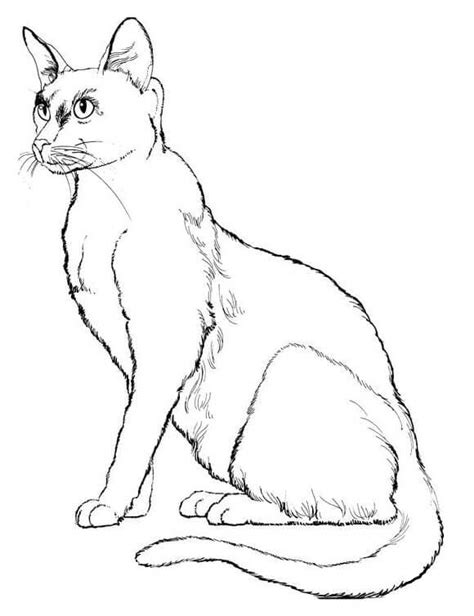 44 Collections Cat Coloring Pages Realistic Latest Coloring Pages