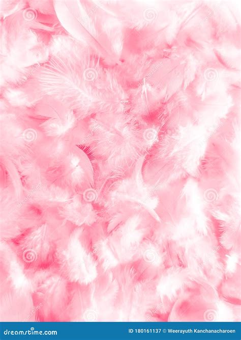 Beautiful Abstract Colorful White And Pink Feathers On White Background