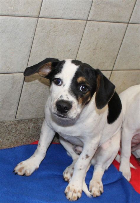 Golden Retriever Puppies Virginia Craigslist / Golden Retriever Puppies