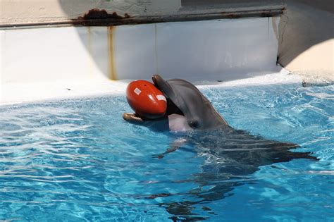 Download Free Photo Of Dolphinsmarine Mammalsdolphinwateraquarium