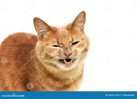 Cat S Grin The Red Cat Bared Its Teeth And Narrowed Its Eyes Angry