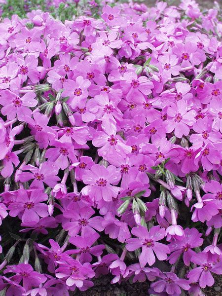 Product Viewer Phlox Arctic Dark Pink