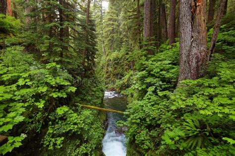 Sol Duc Falls Trail Olympic National Park Wa Us Stock Image Image
