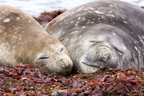 Southern Elephant Seal Mirounga Leonina King George Isla Flickr