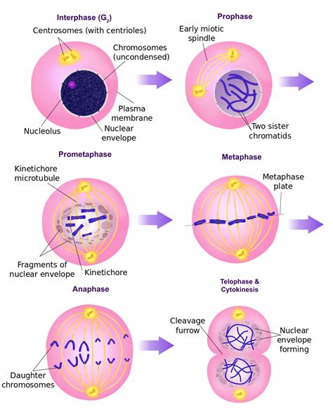 Stages Of The Cell Cycle Mitosis Metaphase Anaphase And Telophase