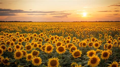 Sunflower For Blumen Photography Design