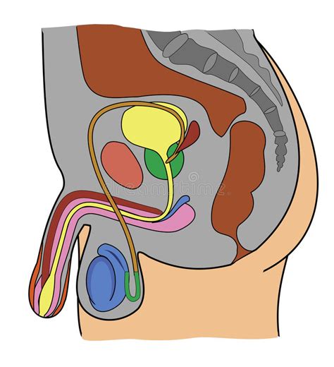 Anatomie Van Mannelijk Genitaal Systeem Stock Illustratie Illustration Of Menselijk Bouw