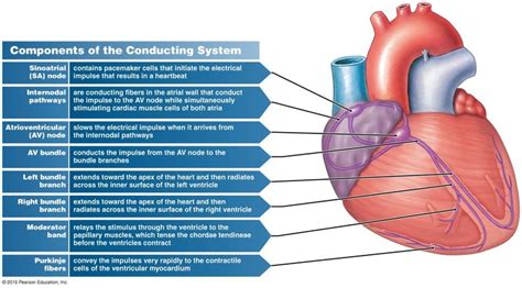 Figure Showing The Conducting System Of The Heart And The Movement Of Electrical Impulses