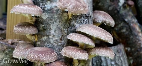 Growing Shiitake Mushrooms On Logs