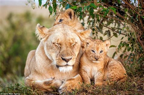 Lion Cubs Clamber On Sleepy Lioness As She Tries To Sleep