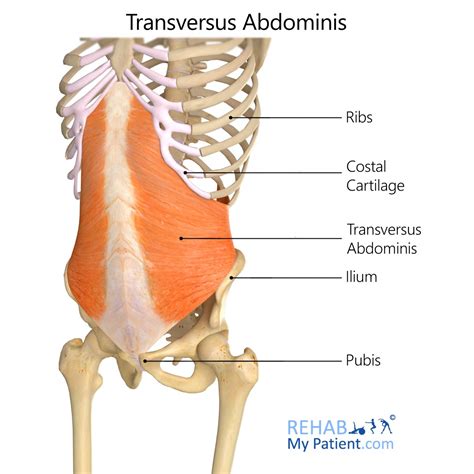 Transverse Abdominis In Yoga Anatomy Of Muscles
