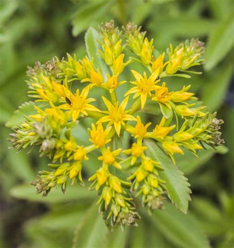 Sedum Takesimense Sédum De Takeshima Palmiers Et Compagnie