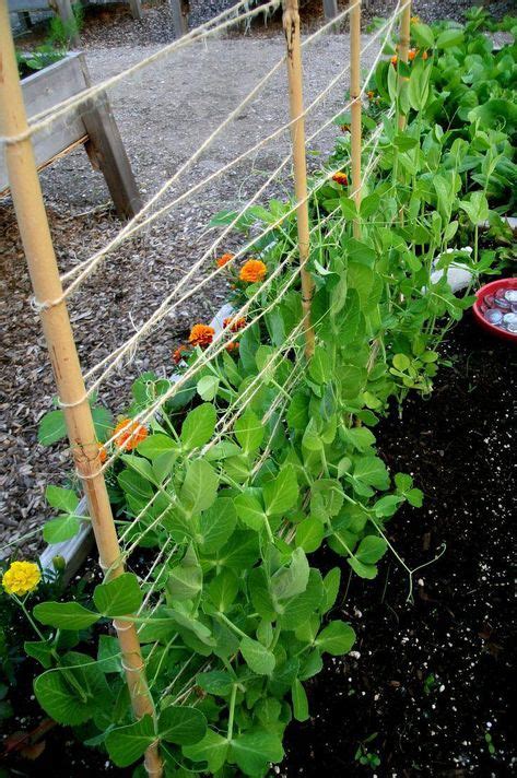 28 Best Runner Bean Supports Ideas In 2021 Garden Trellis Veggie