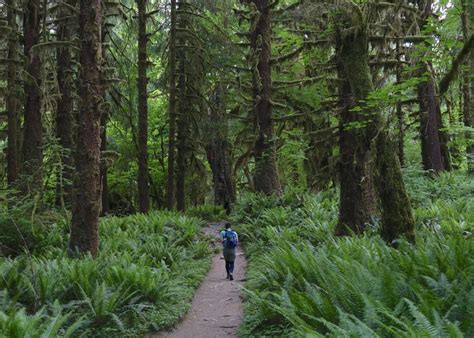 Best Hikes In Washingtons Olympic National Park Vlrengbr