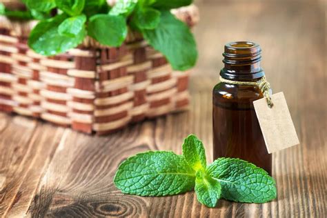 13 Powerful Uses For Peppermint Essential Oil Freedom Health News
