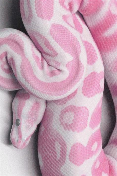 Pink Sneak Snake Breeds Pet Snake Albino Animals