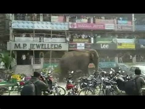 O elefante selvagem que saiu para passear e causou pânico em cidade