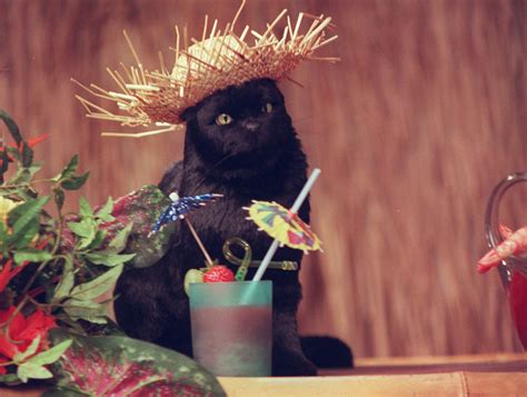 The 10 Most Loved Cats On Tv Photos