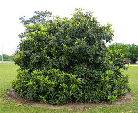 Awesome Loquat Tree The Survival Gardener