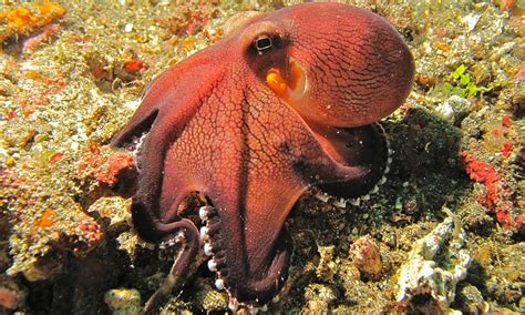 Difference Between Squid And Octopus Pediaacom