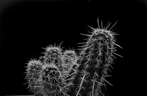 Black And White Cactus Pics For Kids Sticker Tumblr Aesthetic Png