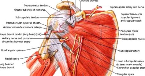 Shoulder Muscle Anatomy Best Beach Pictures