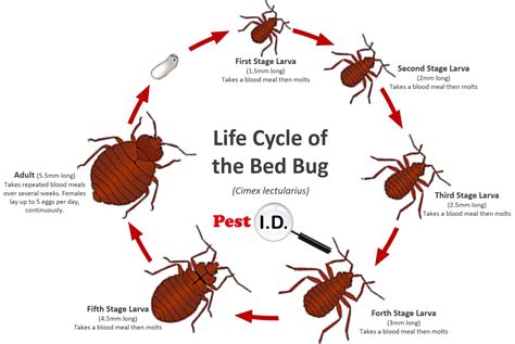 Bed Bug Pest Control Infestation Removal And Exterminator Services