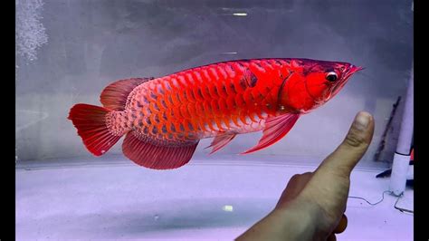 Top 6 Beautiful Super Chili Red Arowana Arowana Fish Champion ปรับ