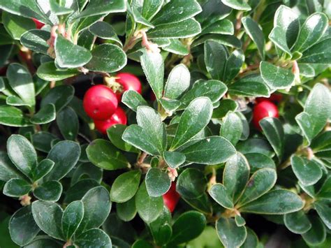 Maybe you would like to learn more about one of these? WSHG.NET BLOG | Scientific Names of Plants Demystified ...