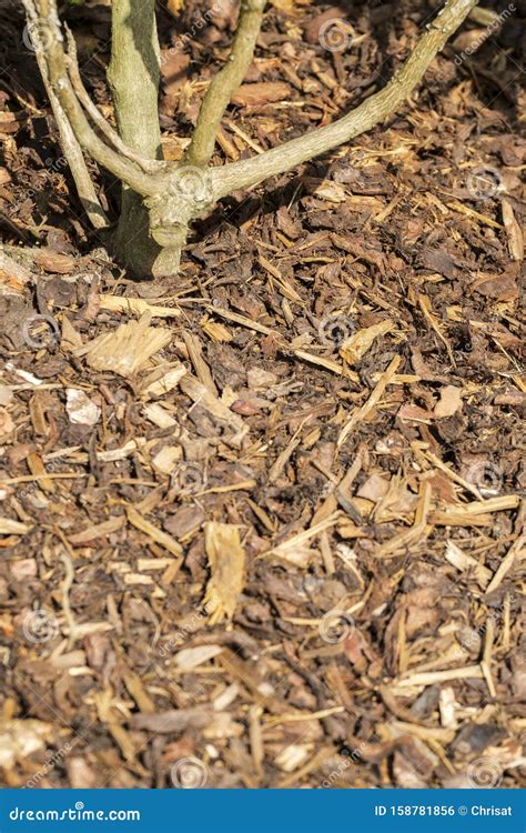 Gardens Texture Landscaping Bark Chippings Royalty Free Stock