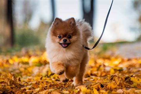 40 Spitz Dog Breeds That Like To Be Cool