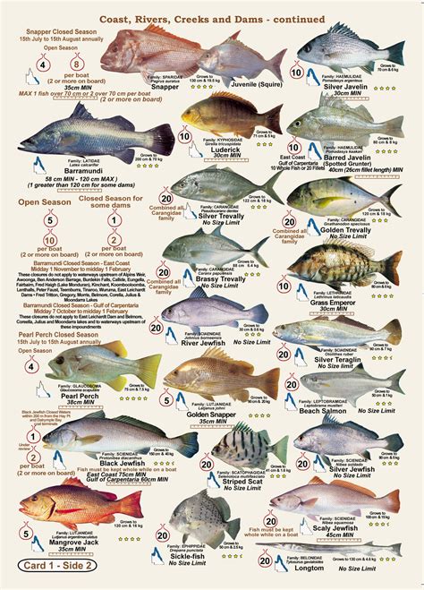 Queensland Fish Id Guide Qld Ubicaciondepersonascdmxgobmx