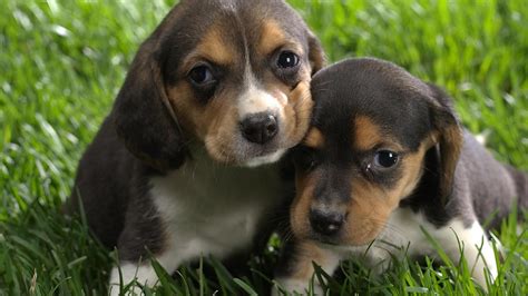 Check spelling or type a new query. Cute Puppy Dogs: Small beagle puppies