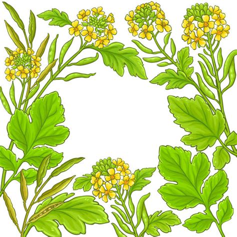 Mustard Plants Background Illustrations Royalty Free Vector Graphics