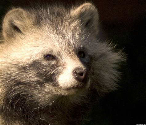 Raccoon Dogs Baffle Residents In Brecon Mid Wales Video