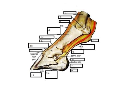 Horse Foot Anatomy Diagram Quizlet