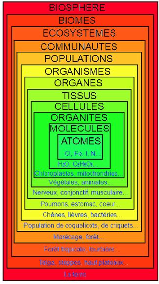 Levels Of Organization Of Living Beings