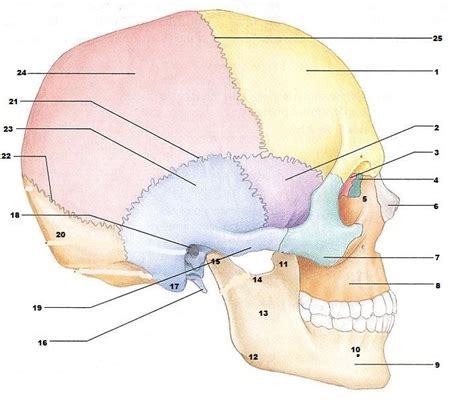 This is page 15 of a photographic atlas i created as a laboratory study resource for my. Free Image Of Skull, Download Free Clip Art, Free Clip Art ...