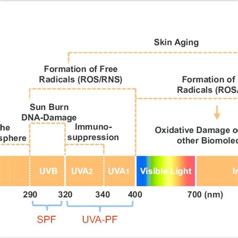 Management Continuum For Ultraviolet Radiation Induced Skin Cancer