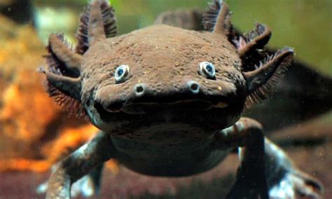 Axolotls In Crisis The Fight To Save The Water Monster Of Mexico