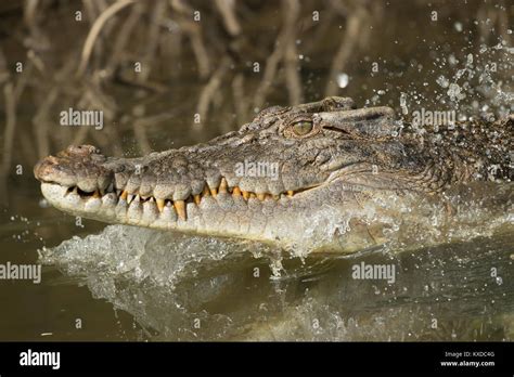 Saltwater Crocodile Crocodylus Porosus In A Riverportraitdaintree