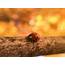Free Photo Of Ladybug Ladybird Insect  StockSnapio