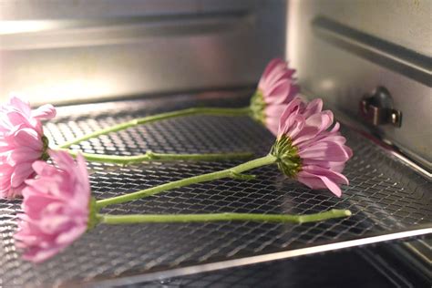 How To Dry Out Flowers And Preserve Them