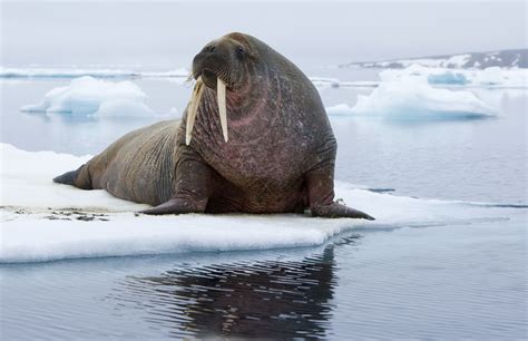 Facts About The Wonderful Walrus